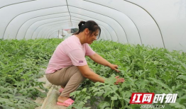 吃瓜群爆料大棚图片高清,高清图片下的农业秘密大曝光